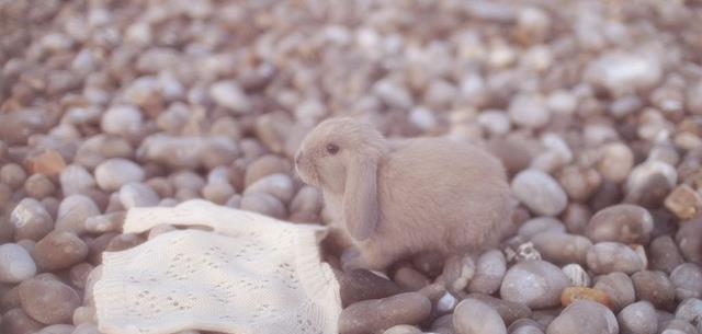 484807_597998663559289_222575804_n